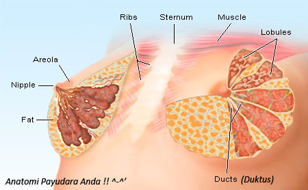 Anatomi payudara wanita yang menyusui