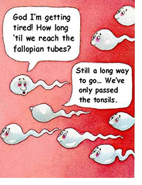 Agar cepat hamil, sel sperma harus membuahi sel telur