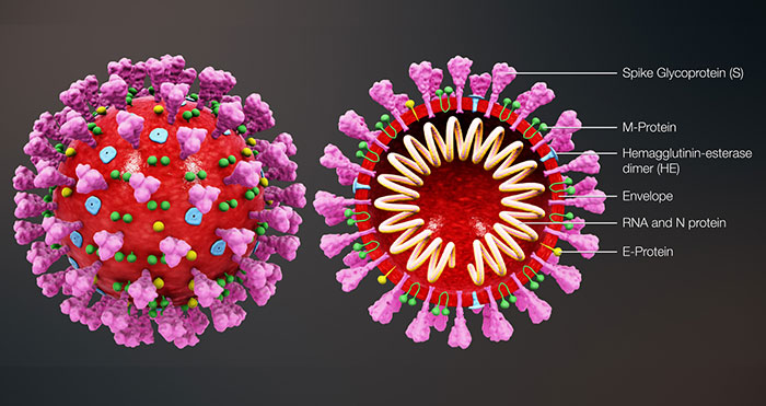 Bentuk dan struktur virus Corona