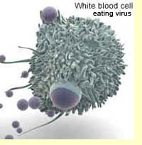 Sel Darah Putih dan Virus